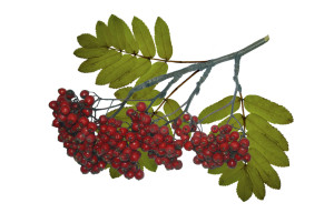рябина 1